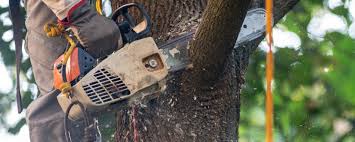 Best Tree Maintenance Programs  in Twain Harte, CA