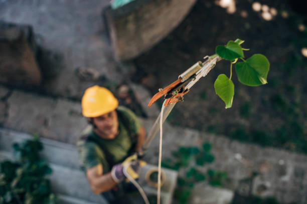 Best Storm Damage Tree Cleanup  in Twain Harte, CA