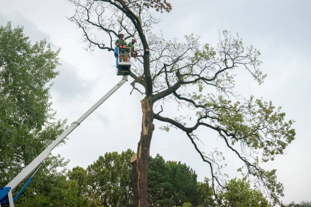 Best Fruit Tree Pruning  in Twain Harte, CA