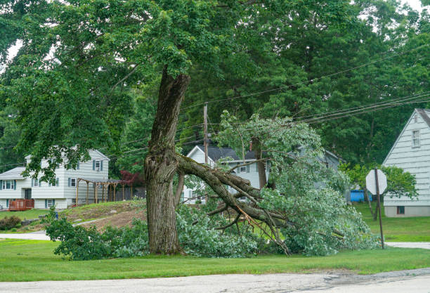 Best Tree Risk Assessment  in Twain Harte, CA
