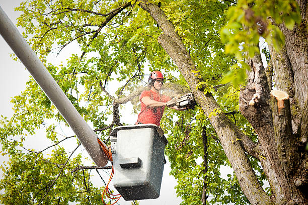 Best Hazardous Tree Removal  in Twain Harte, CA