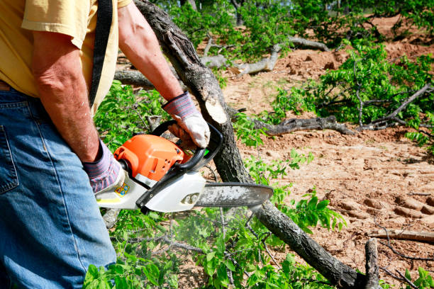 Best Tree Removal  in Twain Harte, CA