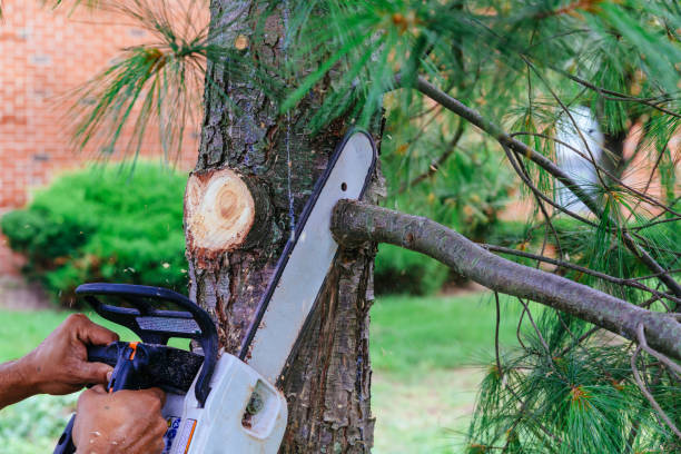 Reliable Twain Harte, CA Tree Removal Solutions